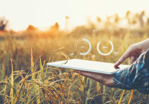 Smart farming Agricultural technology and organic agriculture Woman using the research tablet and studying the development of rice varieties in rice field